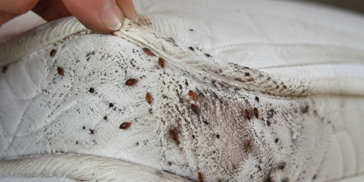 How to Identify a Bed Bug Infested Mattress